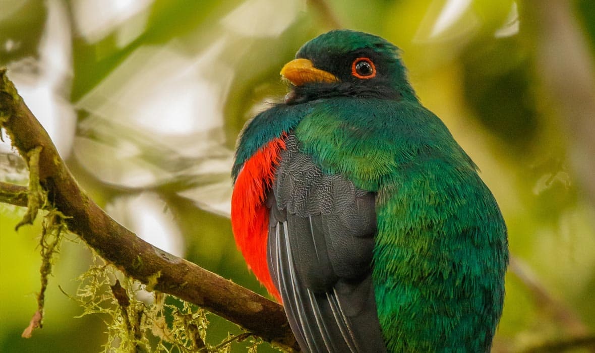 A green and red bird sits on a branch, showcasing the diverse wildlife you can encounter during your extended Ecuador trip.