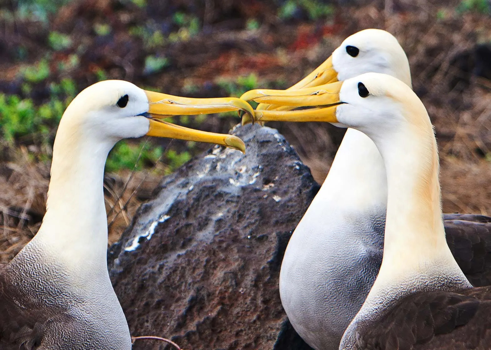 Three birds with yellow beaks are standing next to a rock on the Galapagos Islands.