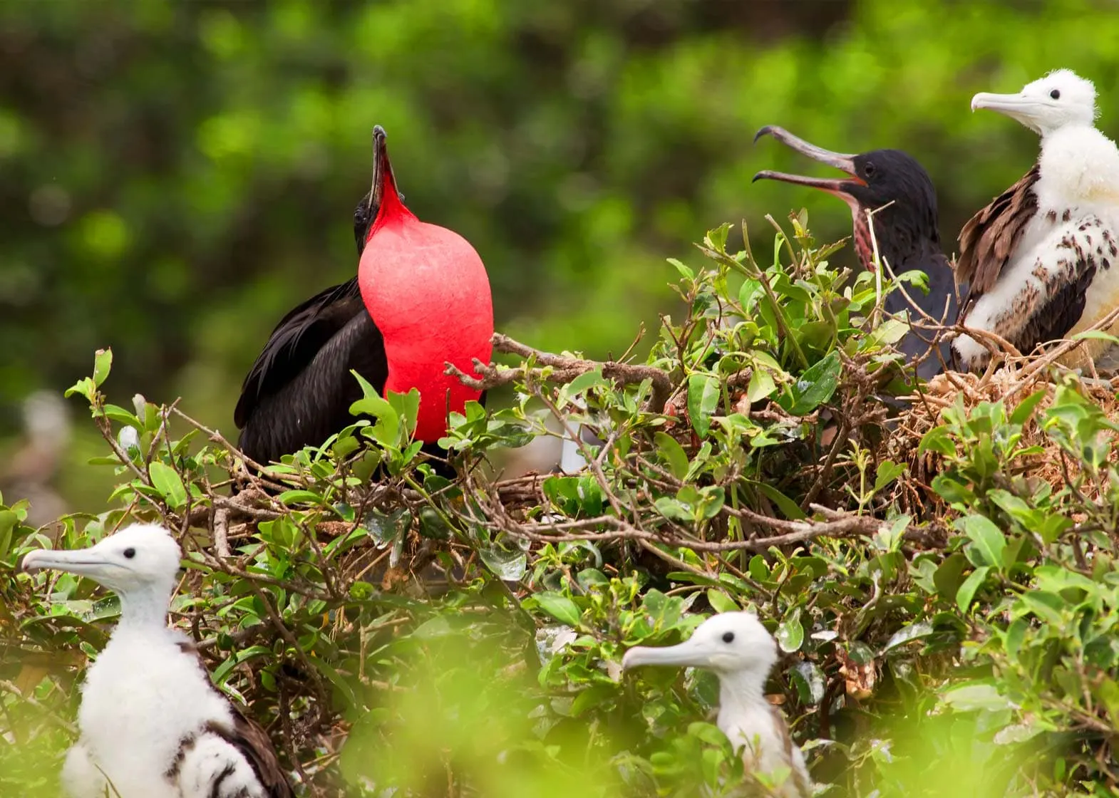 A group of birds are sitting on a nest while exploring the Galapagos Islands.