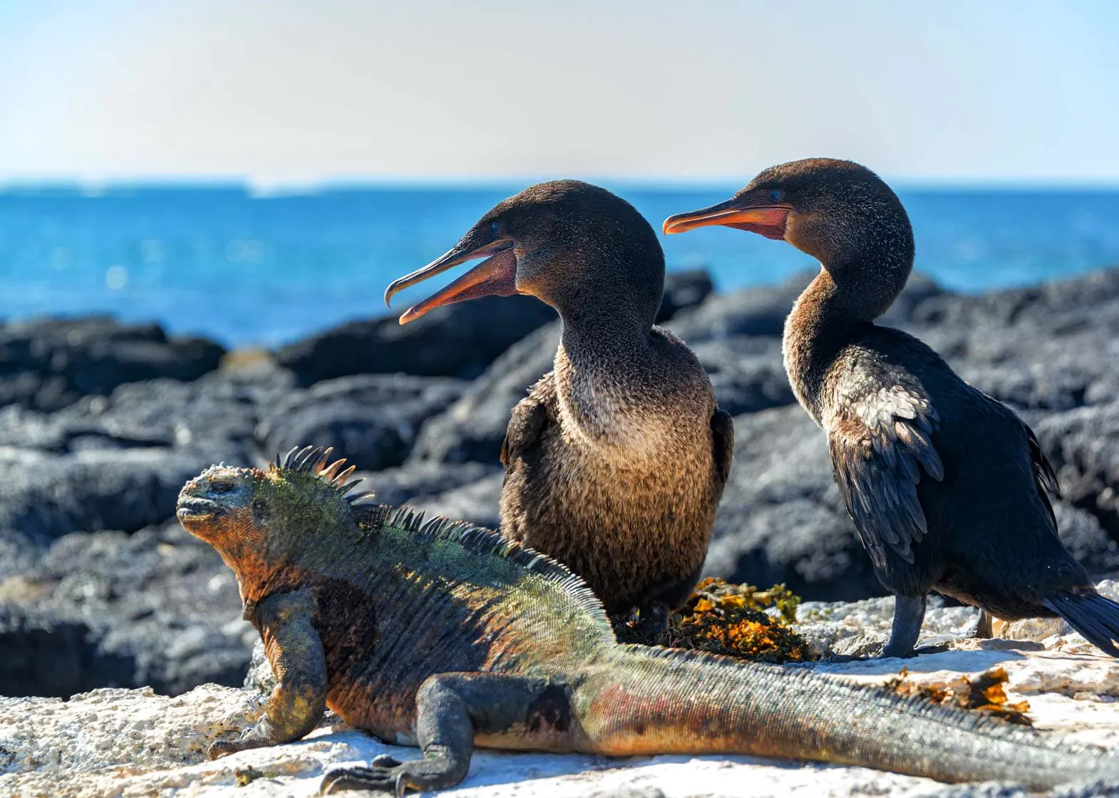 Explore the Galapagos Islands with birds and an iguana near the ocean rocks.