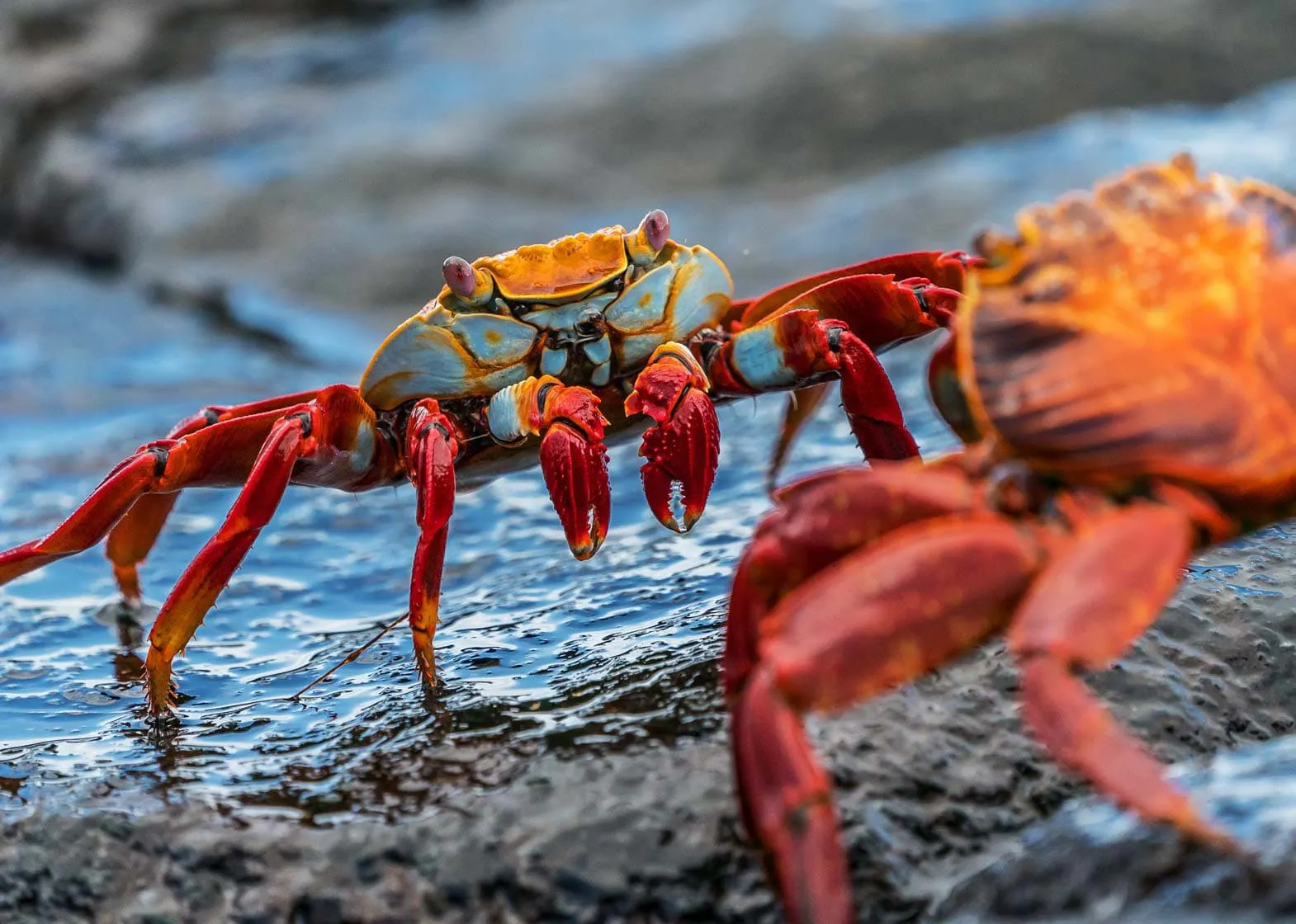 Two crabs are exploring the Galapagos Islands.