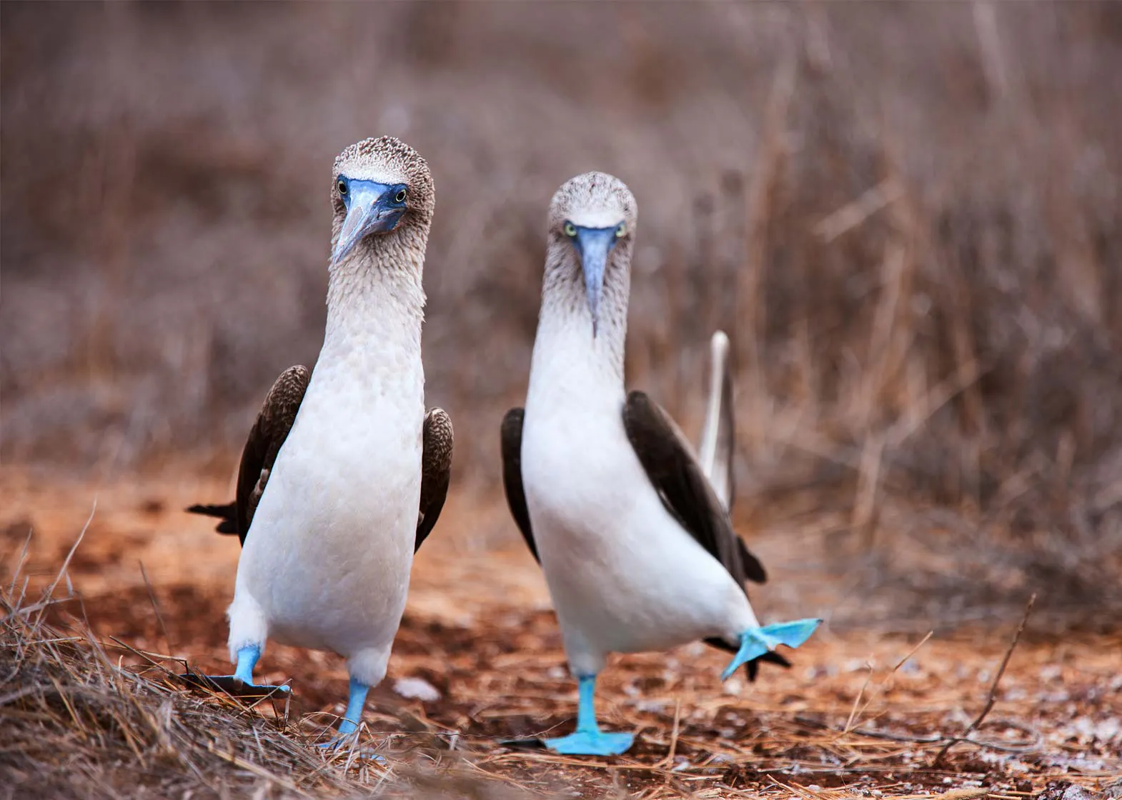 Refer a friend on an MT Sobek Adventure Travel Tour