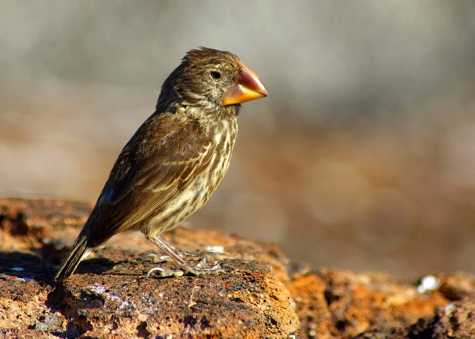 A small bird exploring Galapagos Islands.