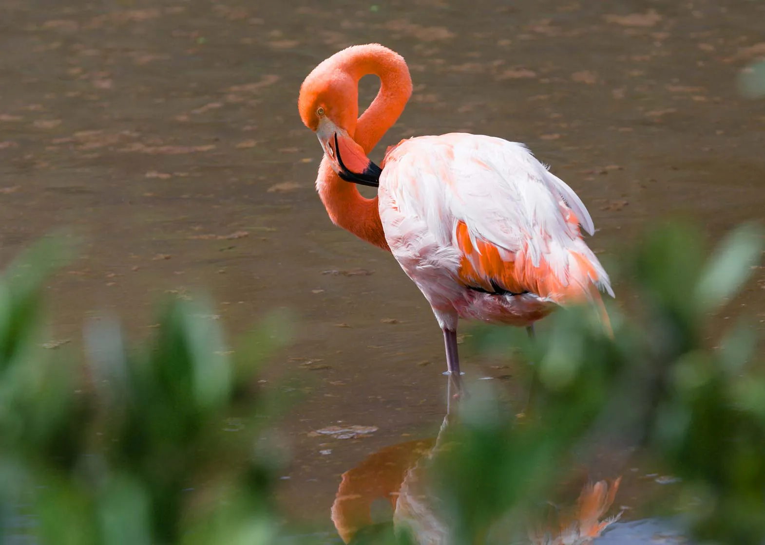 A pink flamingo is standing in the water while exploring the Galapagos Islands.