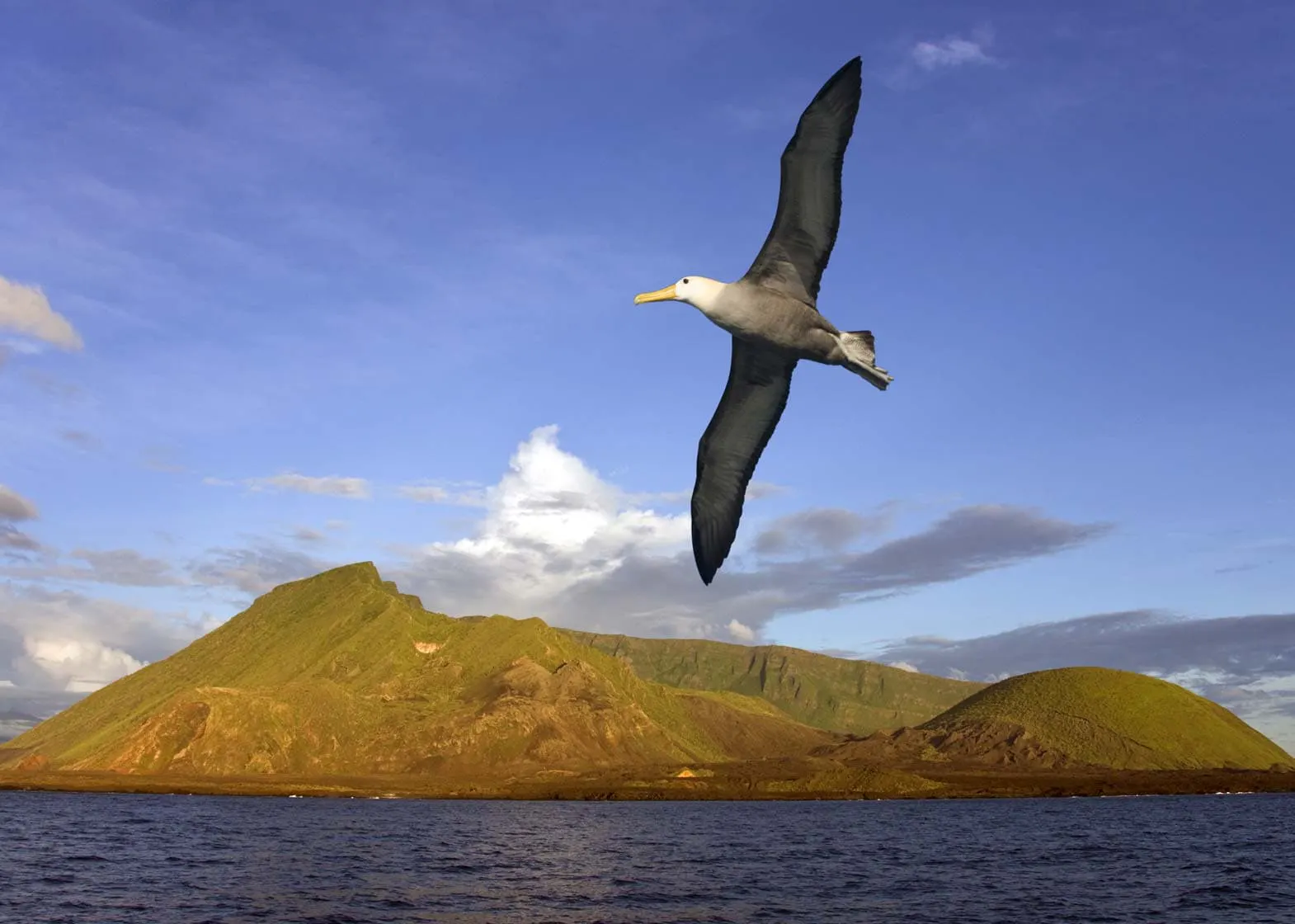 A bird explore a body of water and a mountain in the Galapagos Islands.