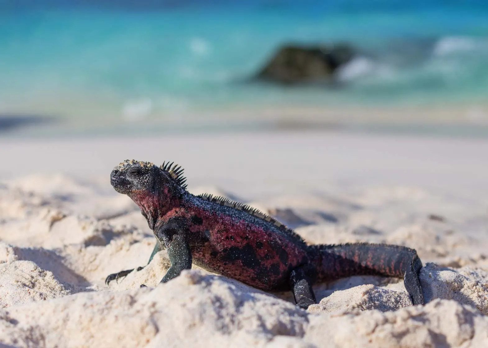 Explore Galapagos Islands: Galapagos iguana.