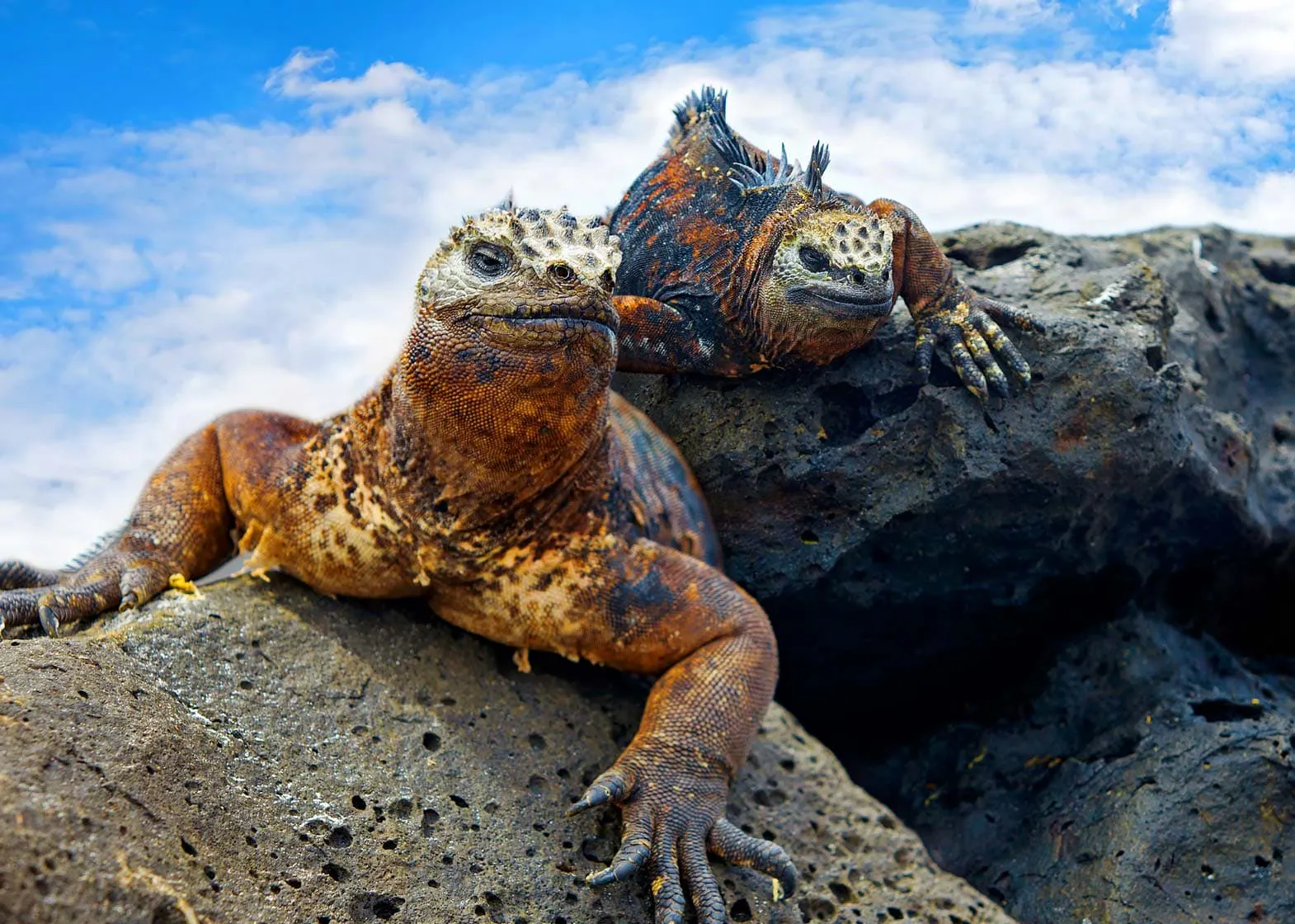 Explore the Galapagos Islands and witness two iguanas resting on a rock.