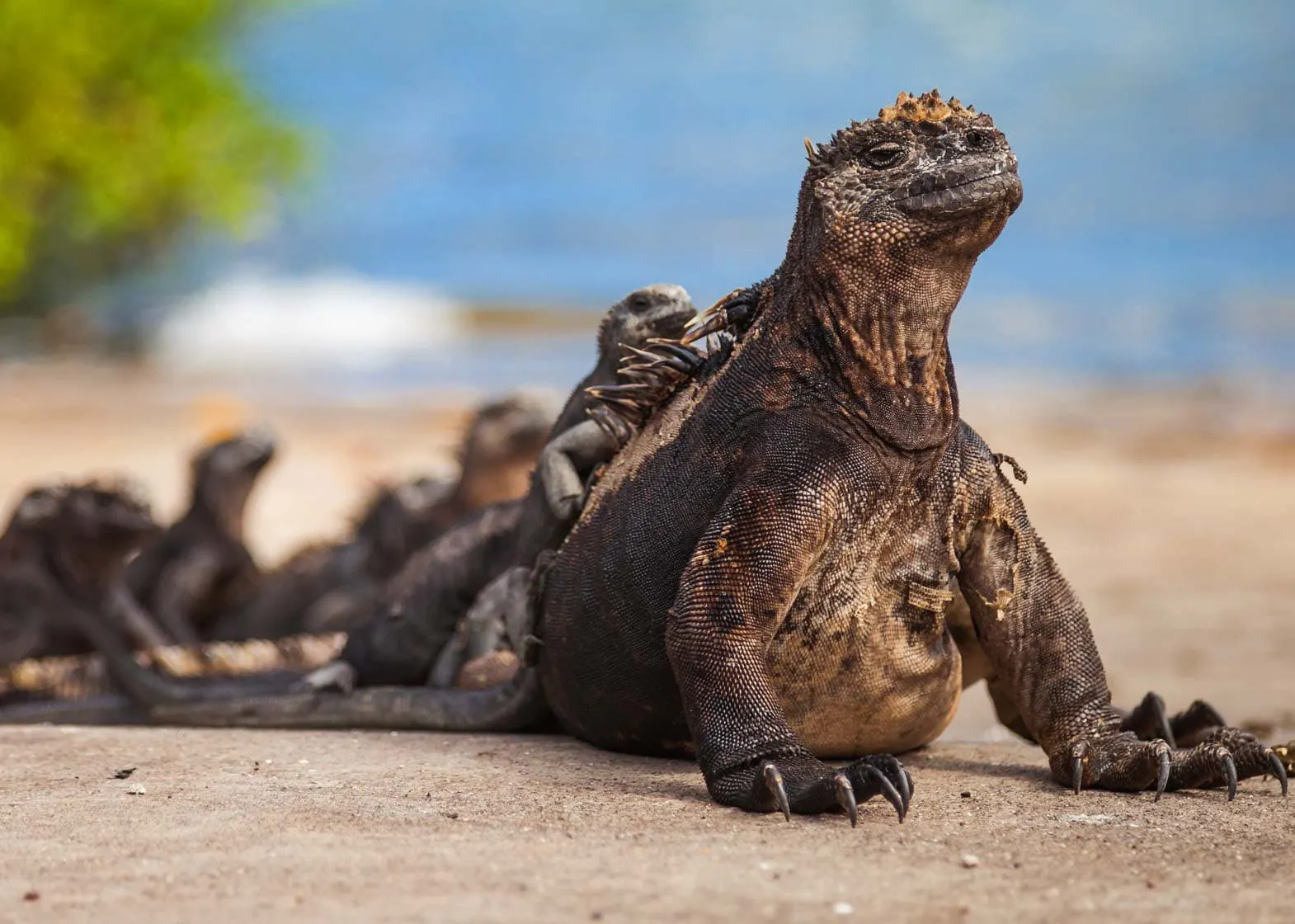 Explore Galapagos Islands with iguanas on the beach.