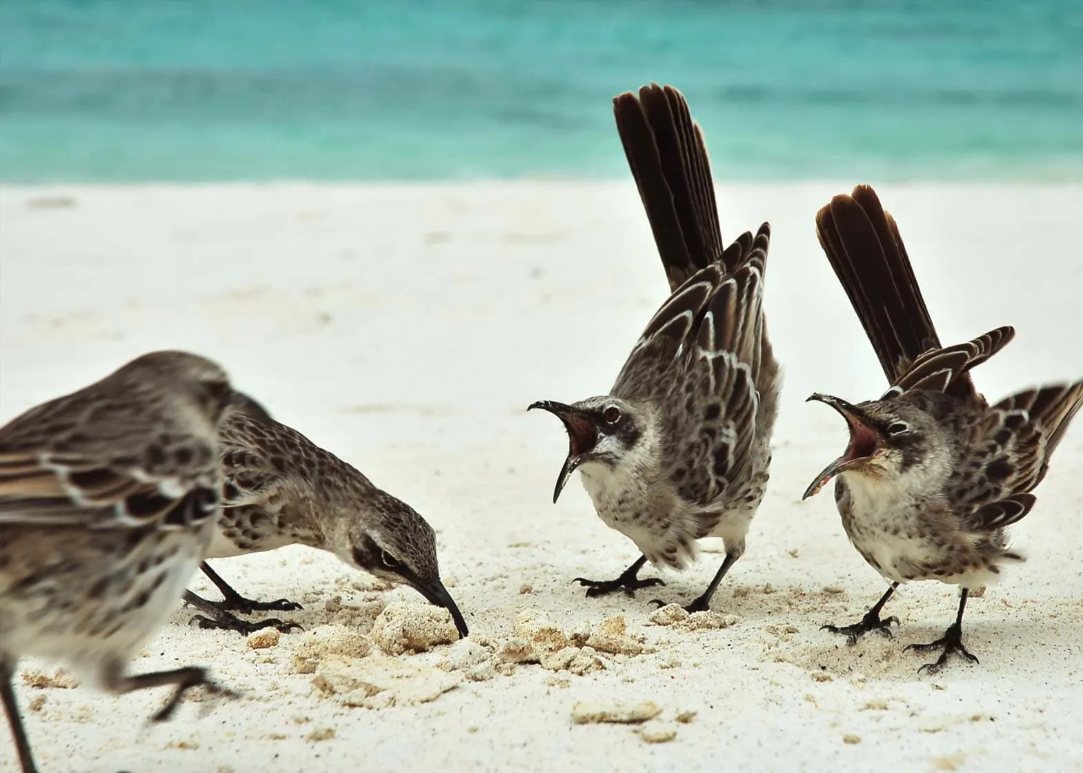 A group of birds explore a sandy beach on the Galapagos Islands.