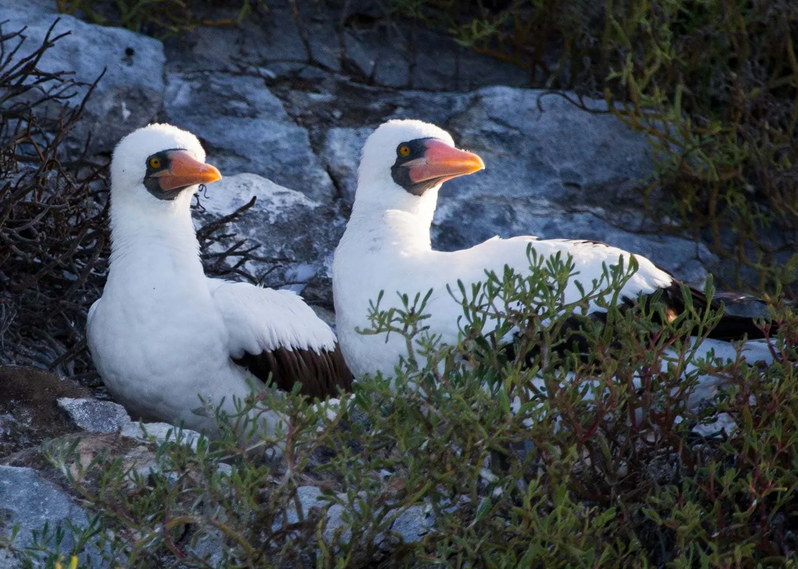 Explore the Galapagos Islands and spot two white birds perched on a rocky area.