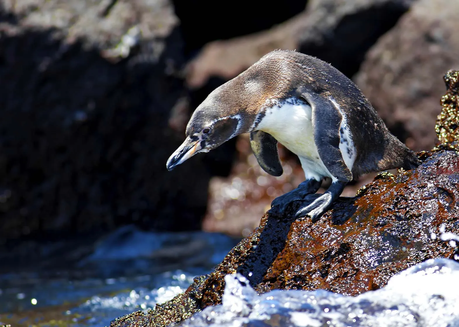 A penguin exploring the Galapagos Islands.