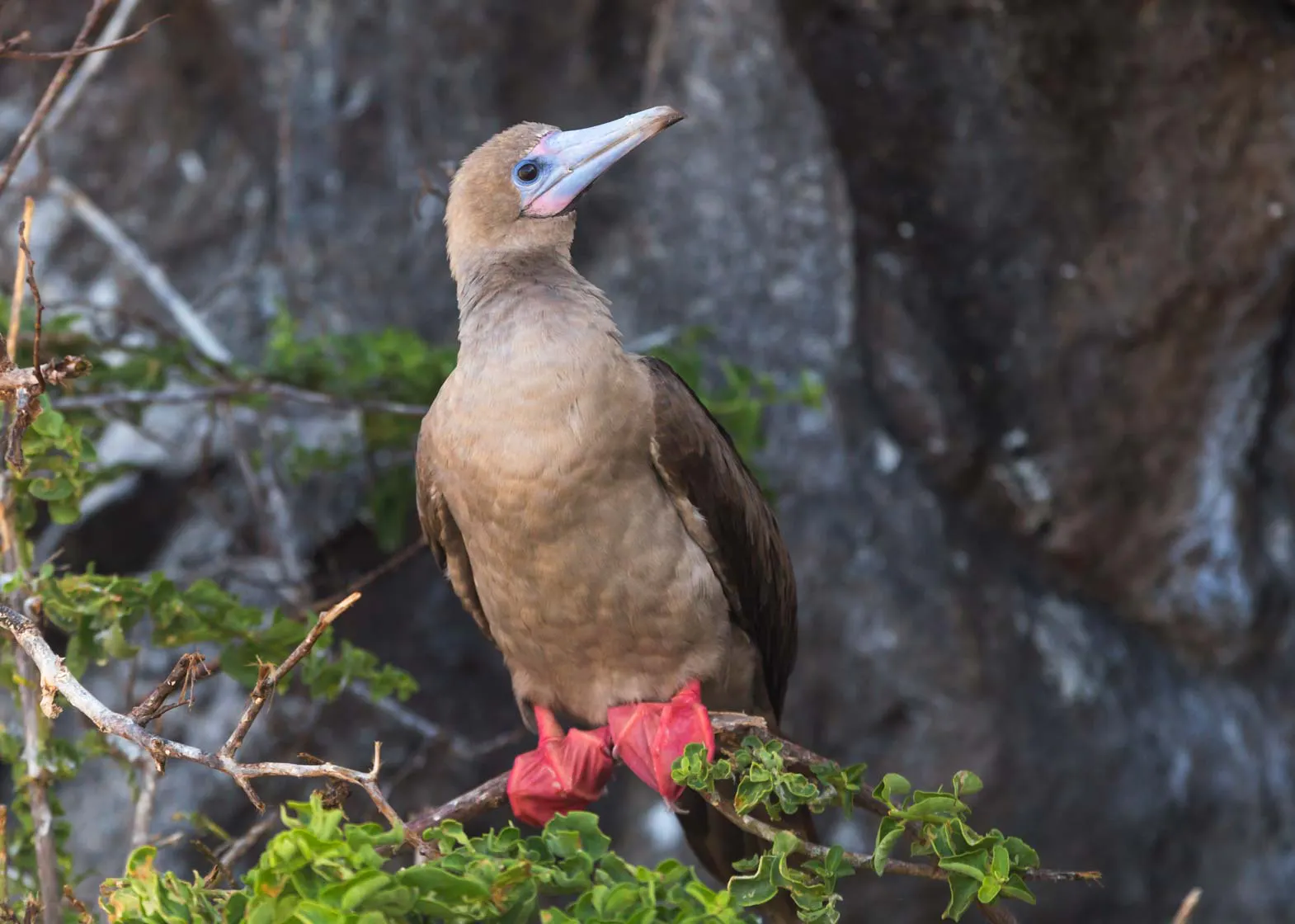 A bird perched on a branch in the Galapagos Islands.