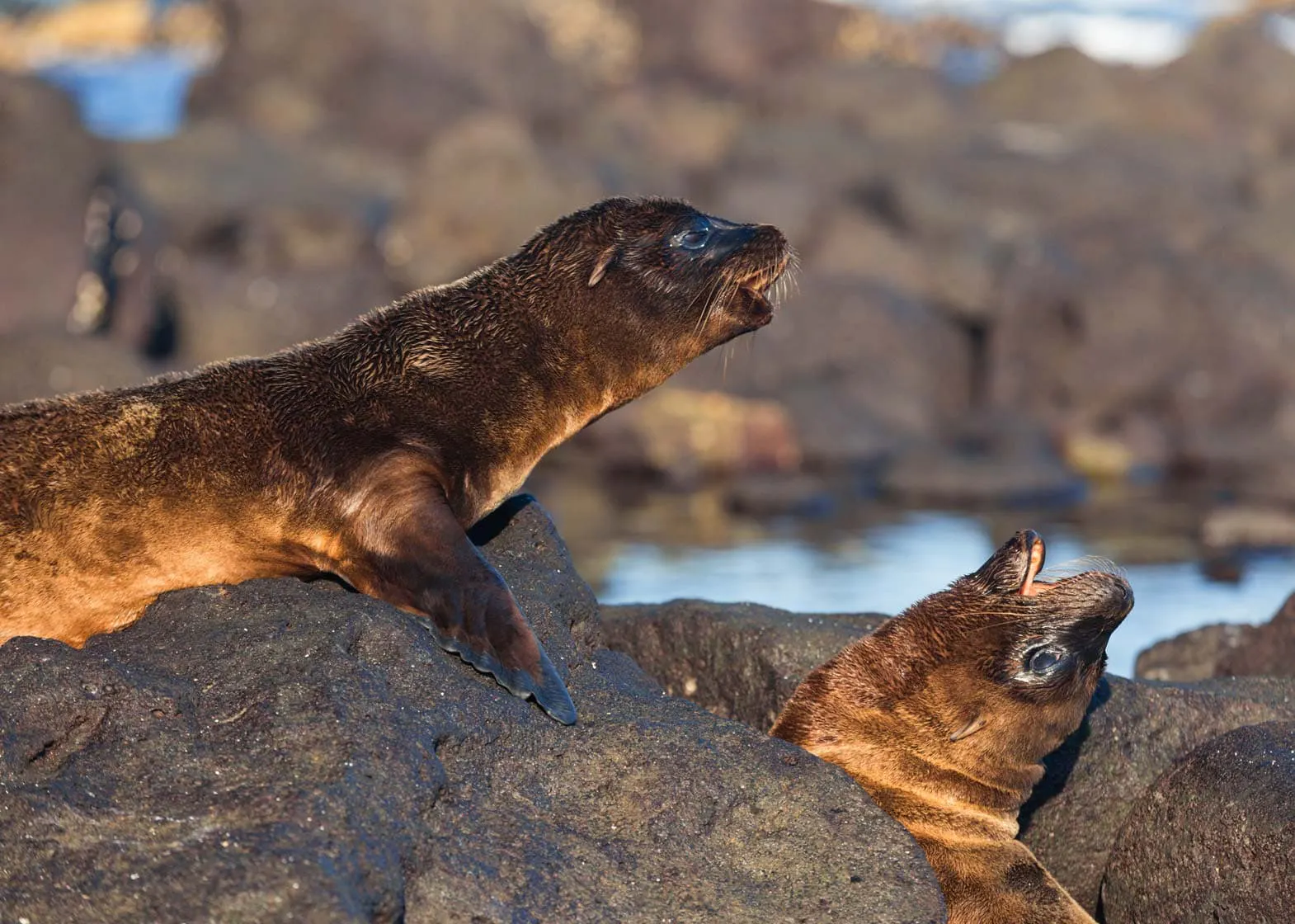 Watching wild Galapagos seals play with each other on the shore of a young Galapagos beach in Central America