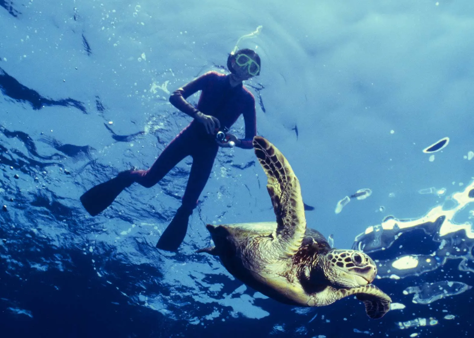 A person explores the Galapagos Islands while snorkeling with a turtle in the water.