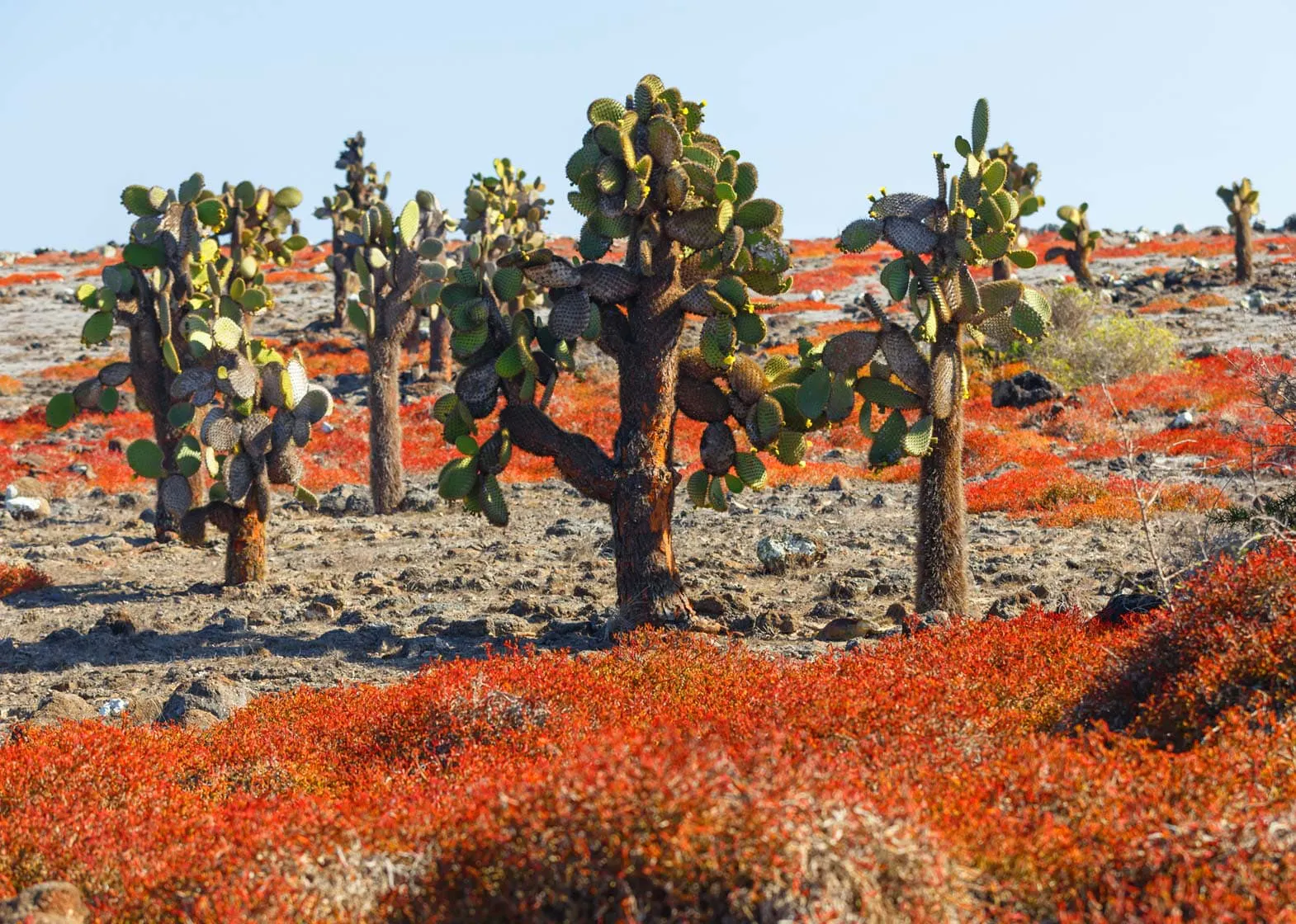 Explore a group of cactus trees in the desert on the Galapagos Islands.