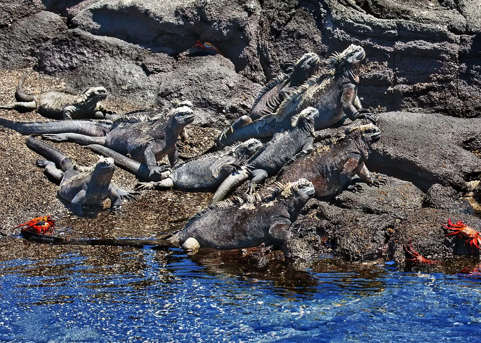 Explore a group of sea lions resting on rocks in the water in the Galapagos Islands.