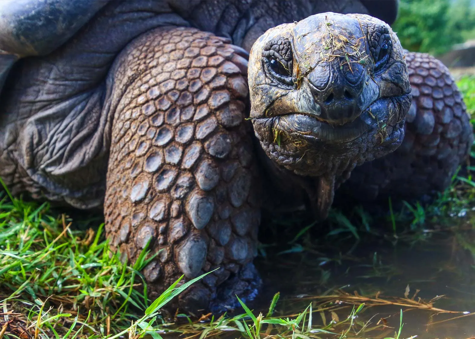 A close up of a large tortoise in the grass on the Galapagos Islands.