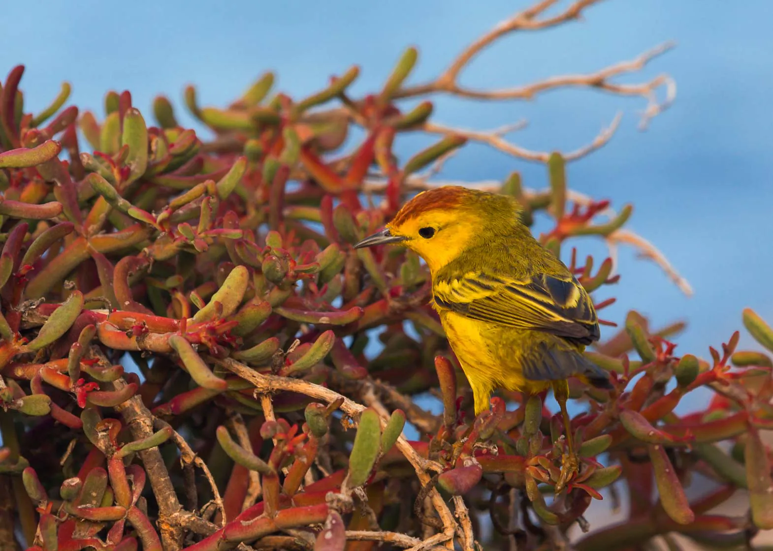 Explore Galapagos Islands: A colorful bird perched on a unique plant.