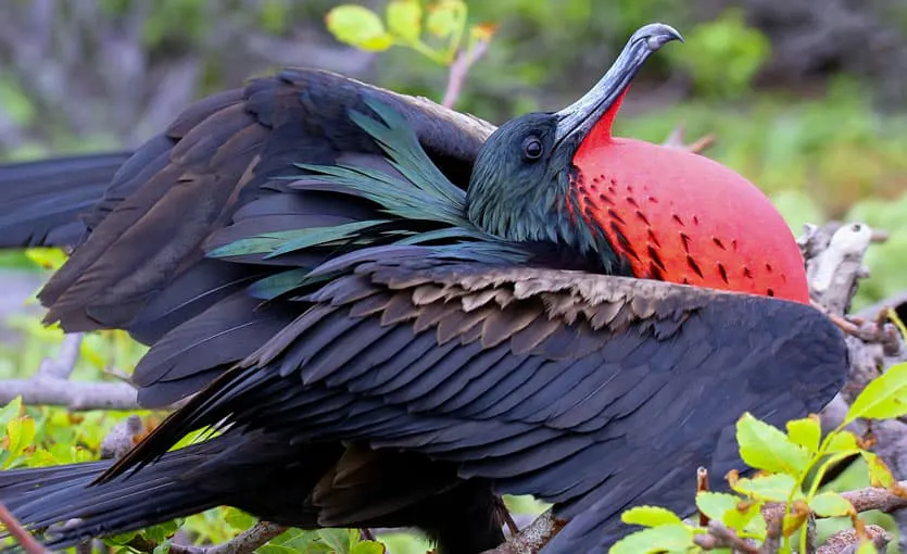 A bird with a red beak is sitting on a branch.