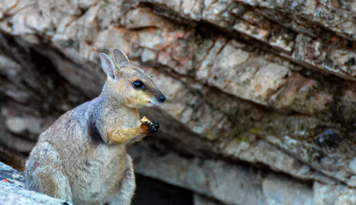 kangaroos, which are an iconic feature of the Australian wilderness, Kakadu
