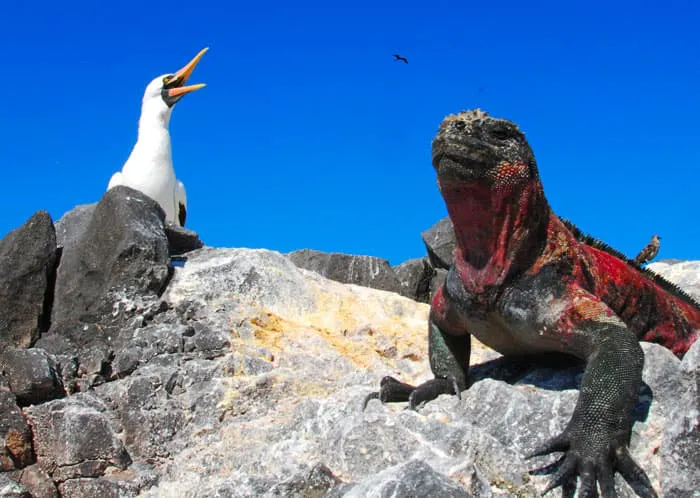 Guest Testimonials: An iguana and a bird on a rock, mesmerizing guests.