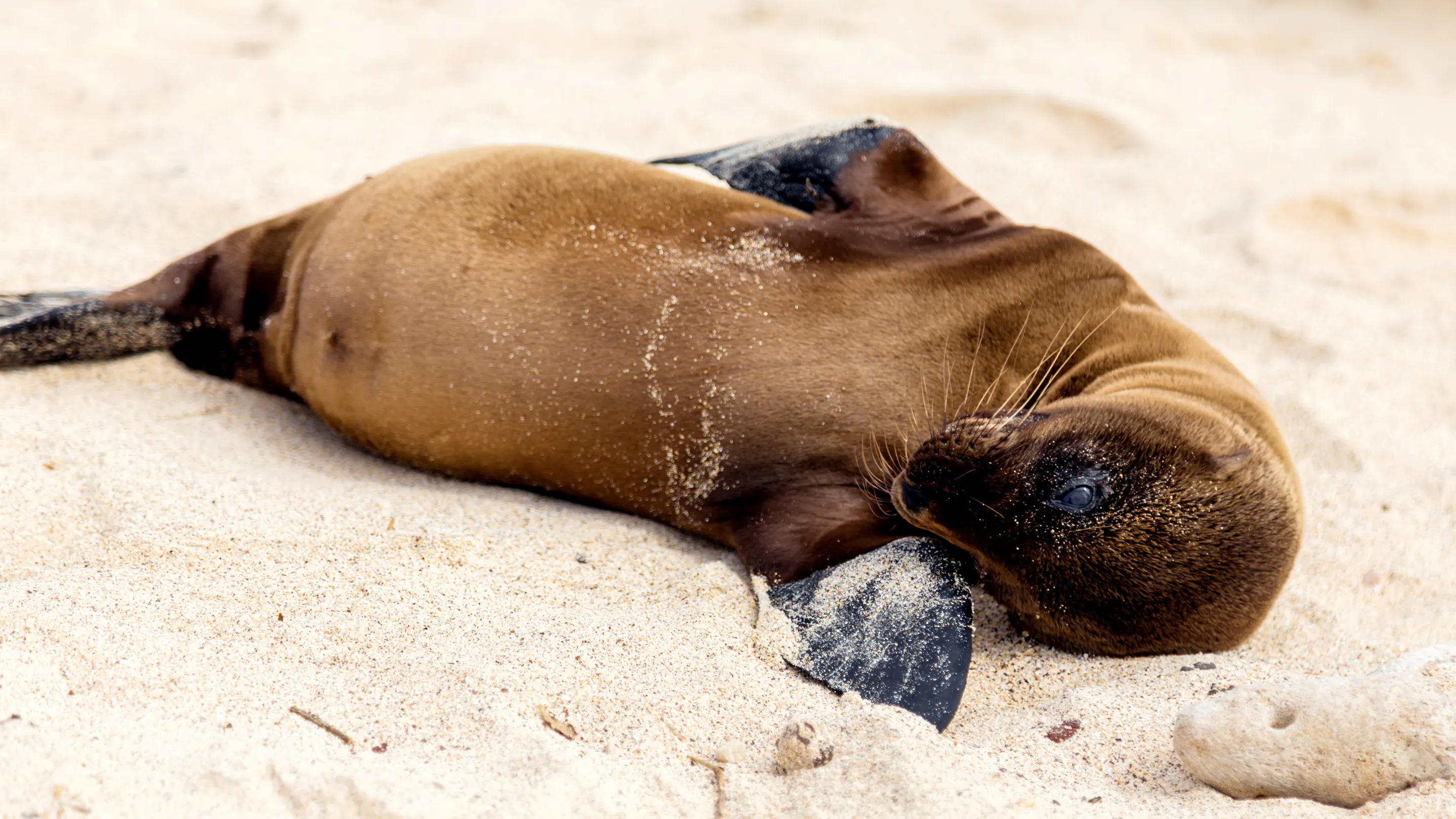 A baby sea lion laying on the sand.