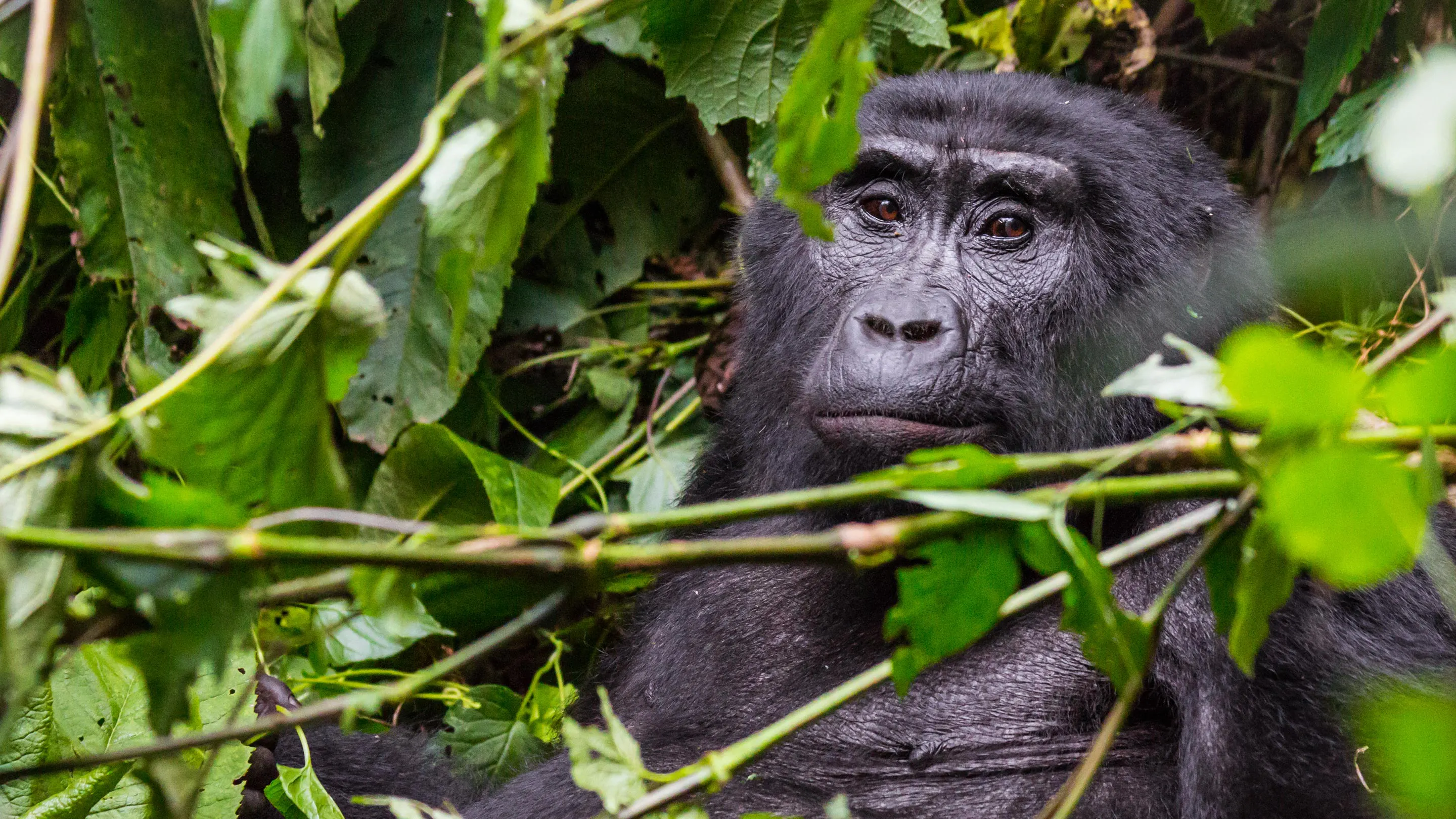 A mountain gorilla is sitting in the jungle.