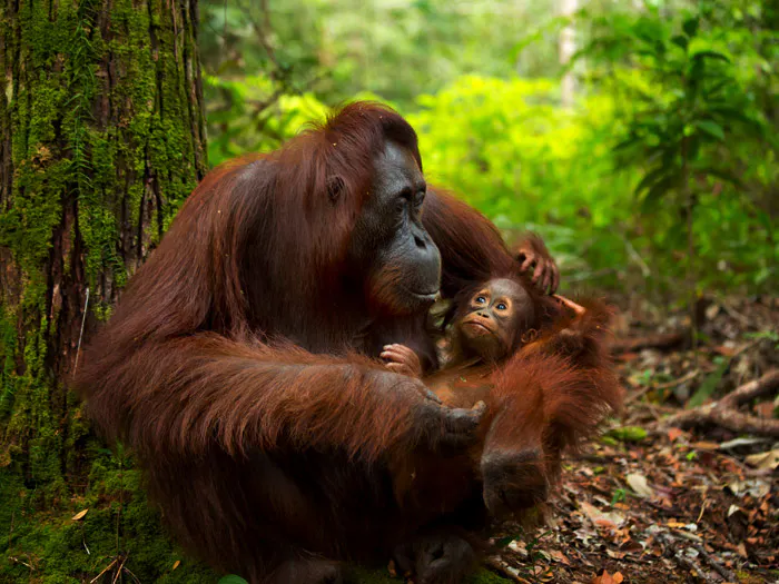 Responsible tourism in the forest, observing an orangutan with a baby.