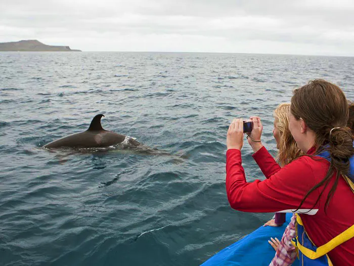 orca galapagos