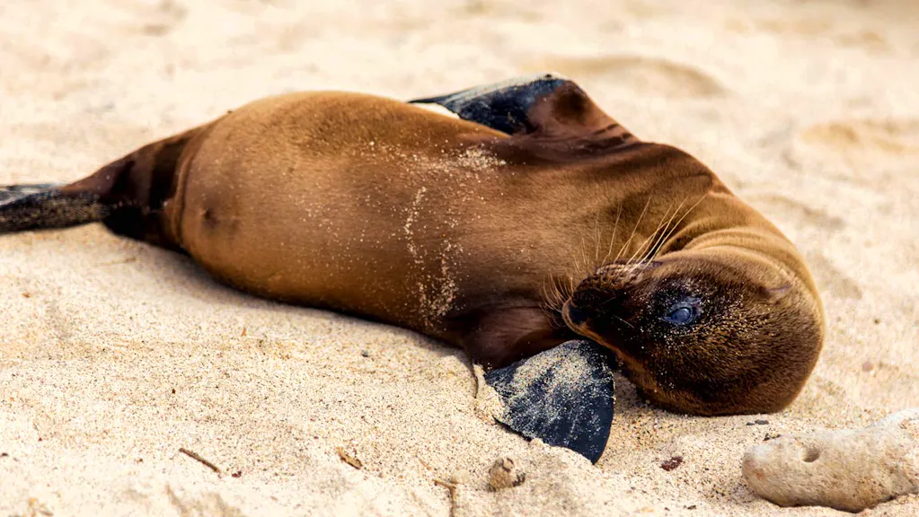 A baby sea lion laying on the sand.