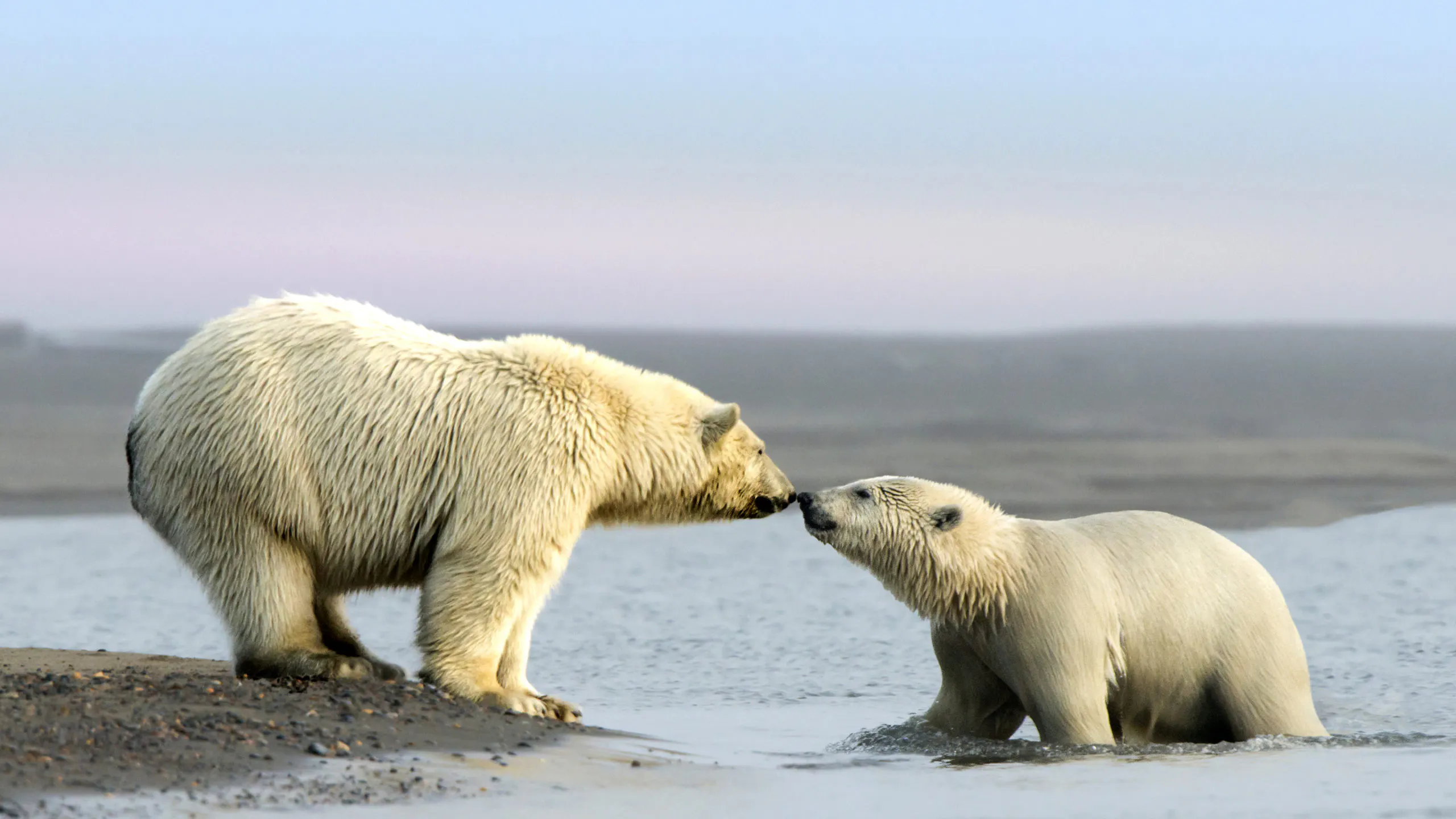 Two polar bears kissing in the water.