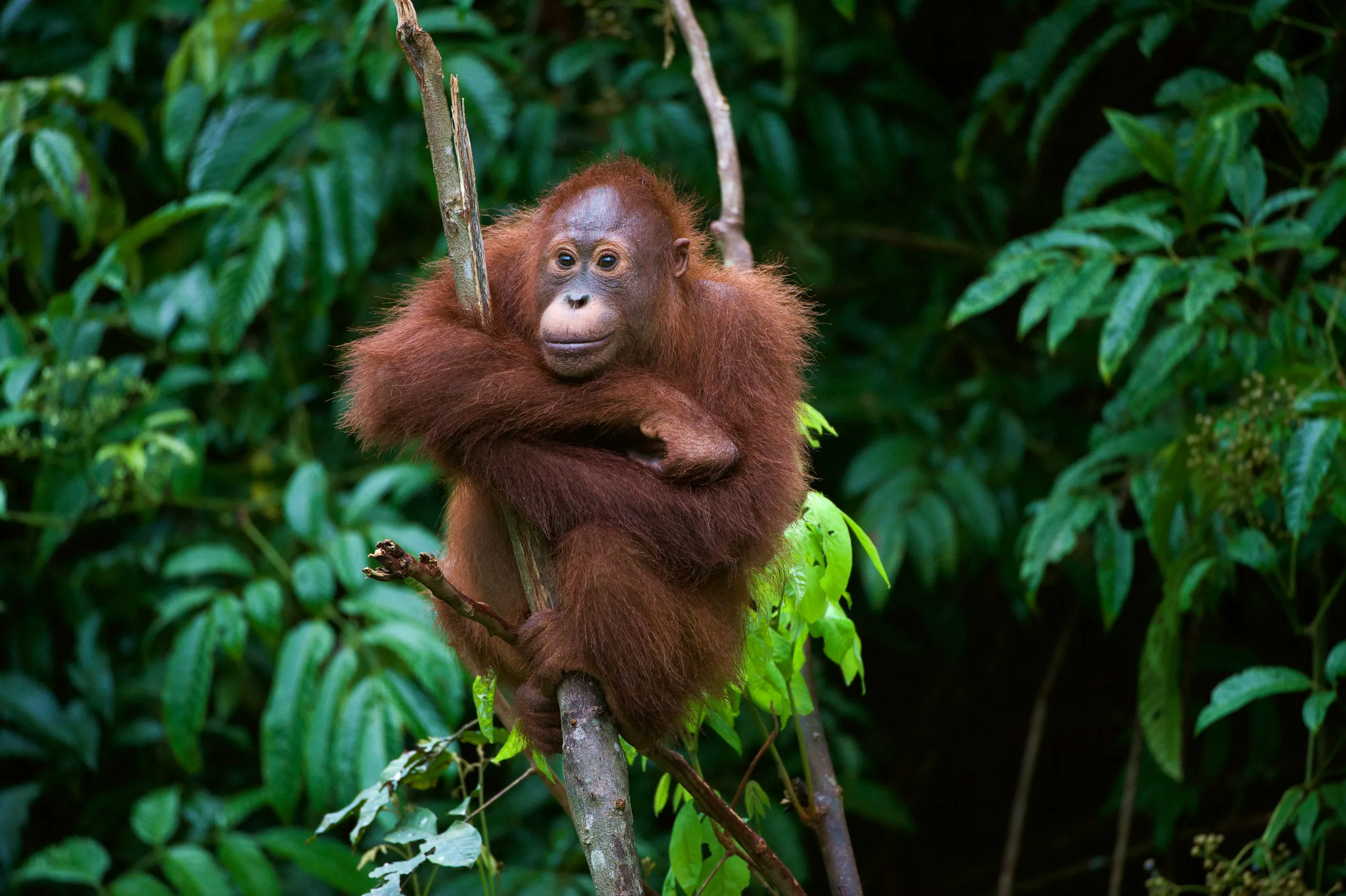An oranguel is sitting on a branch in the jungle.