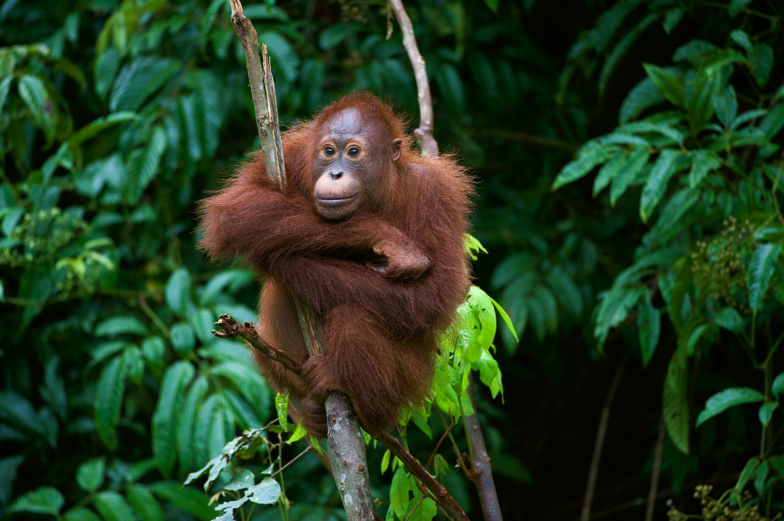 An oranguel is sitting on a branch in the jungle.