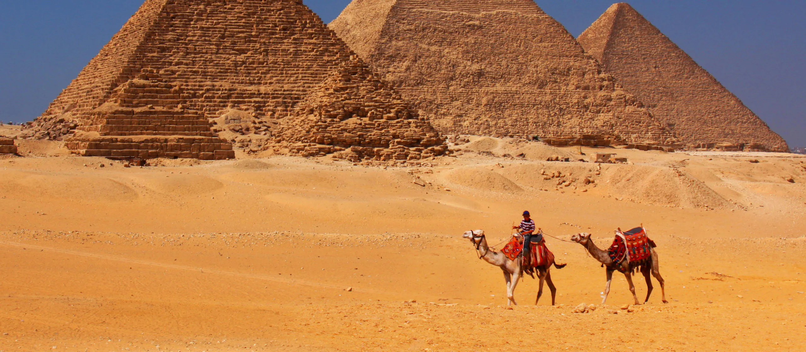 Two camels on the sand.