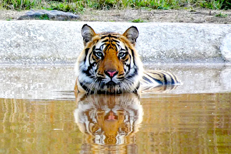 Tiger submerged with only head and top of back visible