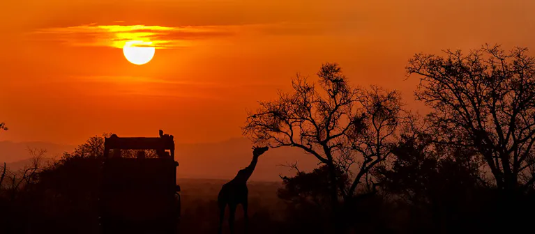Adventure Travel: The sun is setting behind a giraffe and trees.