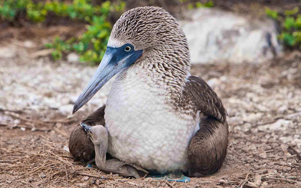 blue booby