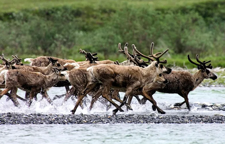 A herd of reindeer crossing the Hula Hula River in Alaska.