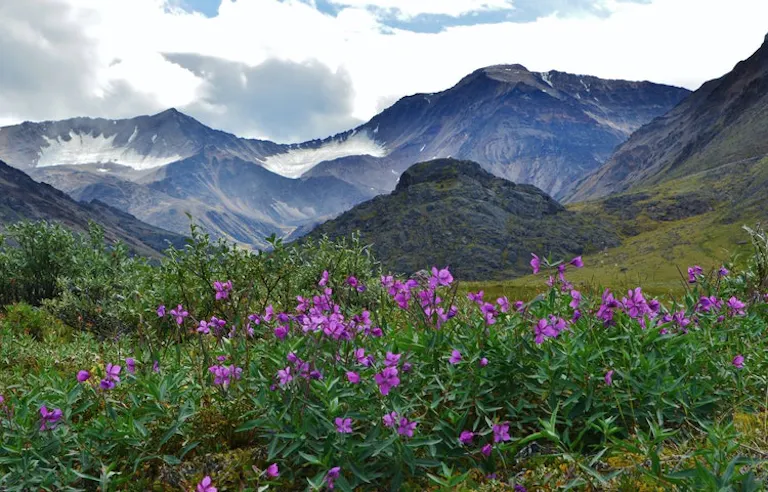 A field of purple flowers with mountains in the background, situated near the majestic Hula Hula River.