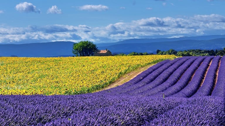 multiple fields of wildflowers in Europe 
