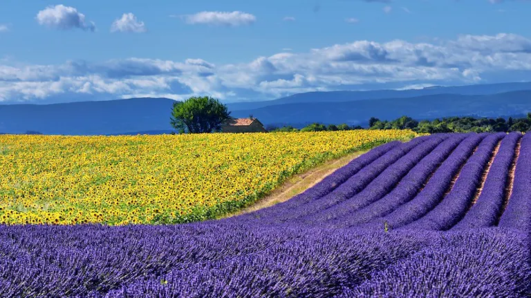 multiple fields of wildflowers in Europe