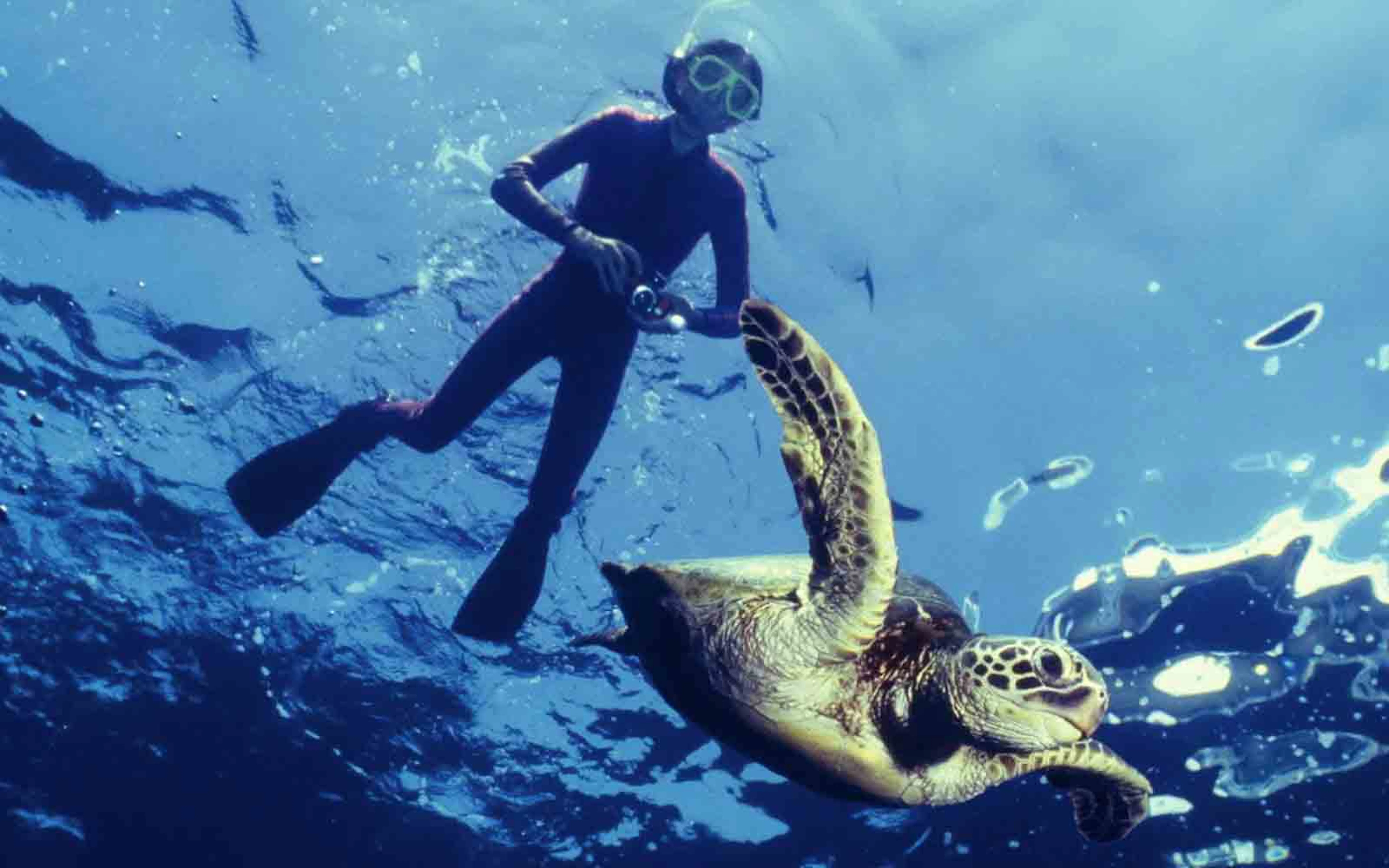 A person snorks with a turtle in the water.