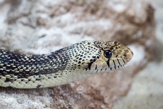 A close up of a snake on a rock, reminding hikers to approach nature safely.