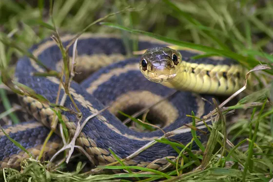 Hiking safely through tall grass, you spot a black and yellow snake.