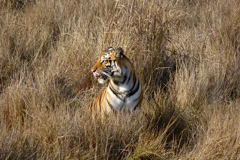 Tiger in the grass