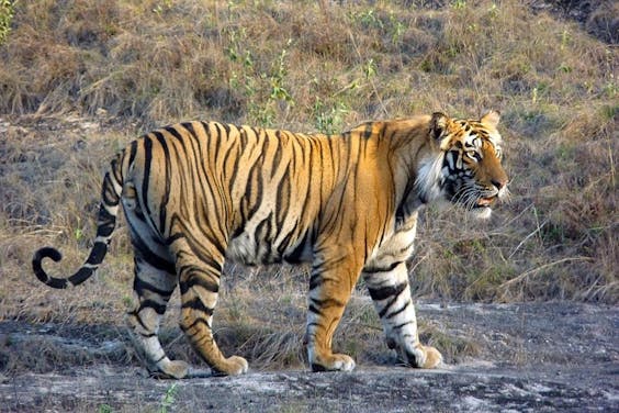 Save the Tiger: Wildlife Conservation Adventure in March 2023