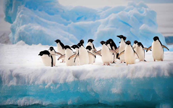 Adventure Cruises offers a breathtaking sight as a group of penguins stand on an iceberg, showcasing the beauty of nature in its purest form.