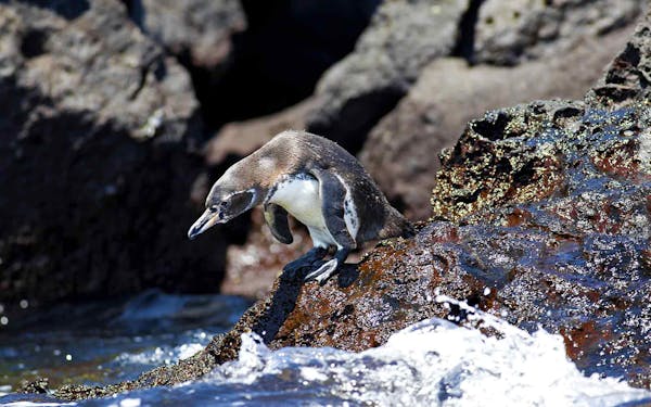 Penguin on the Galapagos Islands