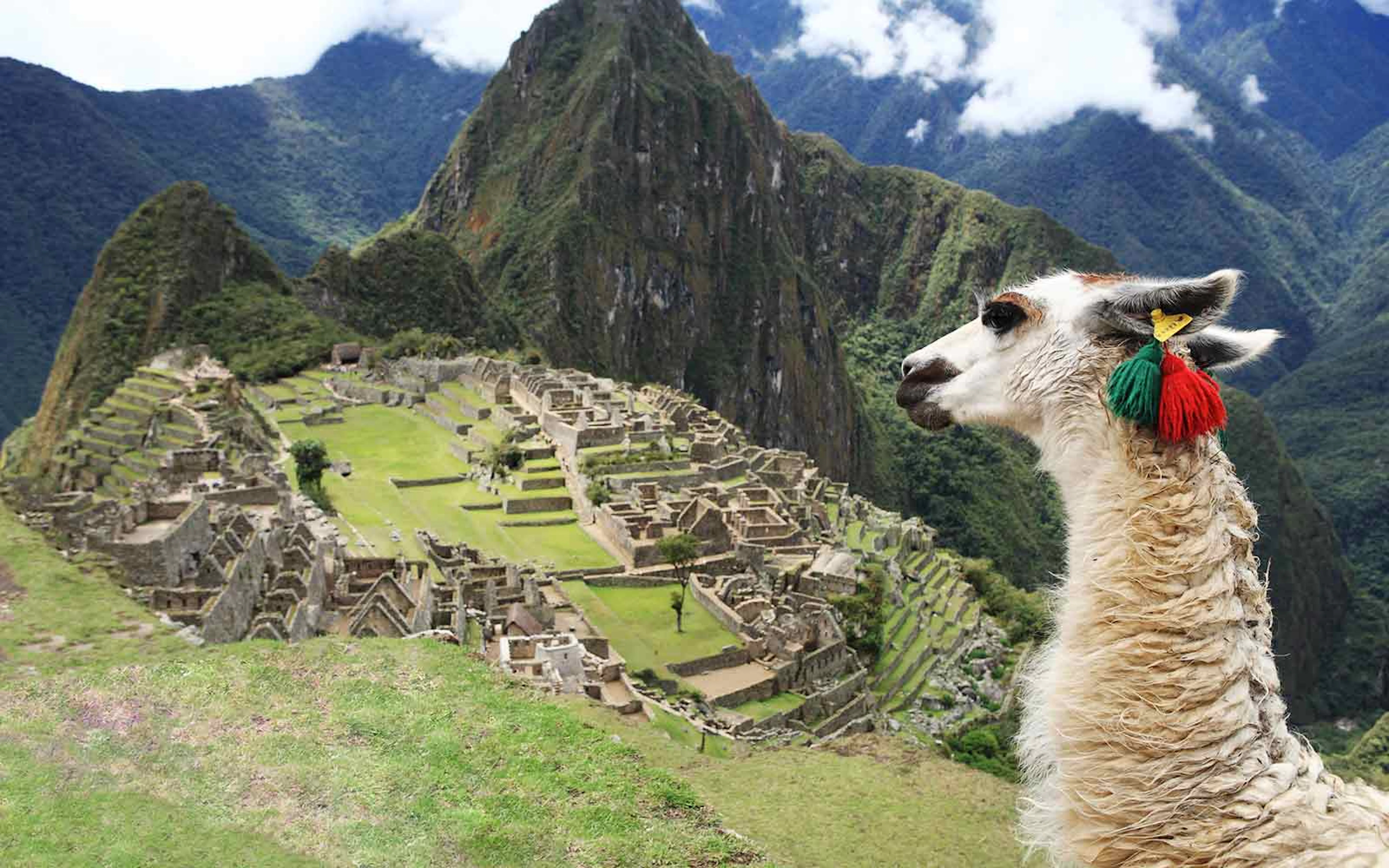 A llama is standing in front of the ruins of machu picchu.