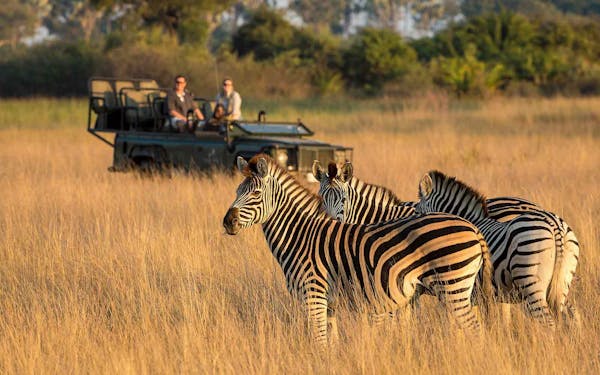 Experience the ultimate Wildlife Safari Adventure as you traverse the grasslands in our safari vehicle, surrounded by an awe-inspiring sight of zebras.